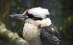 Laughing Kookaburra